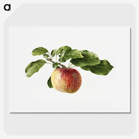 1-89_USDA-Watercolor-Fruit-Painting-Collection_picture