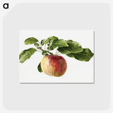 1-89_USDA-Watercolor-Fruit-Painting-Collection_postcard