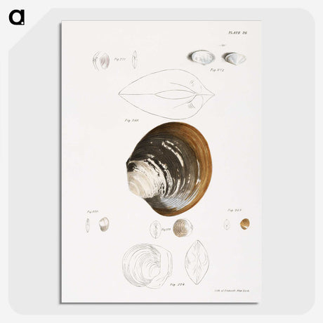 1-89_Zoology-of-New-York_picture-crop
