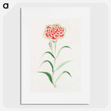 Nadeshiko - 19世紀の日本の花 Poster.