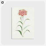 1-8_19th-Century-Japanese-Flowers_postcard