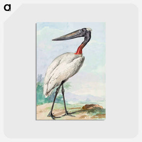 アートポストカード-Jabiru - アールト シューマン Postcard.