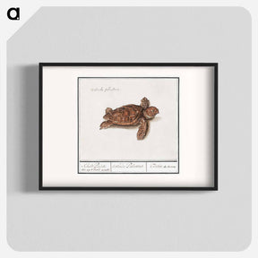 アートポスター-Sea turtle - アンセルムス ボエティウス デ ブート Poster.