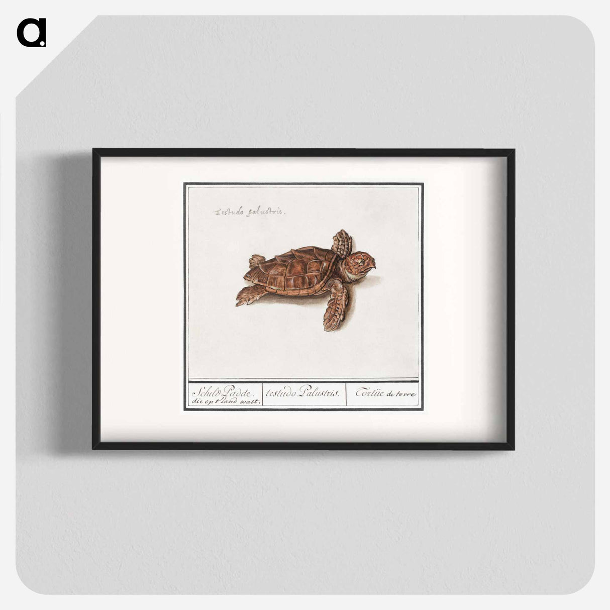 Sea turtle - アンセルムス ボエティウス デ ブート Poster.