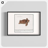 Sea turtle - アンセルムス ボエティウス デ ブート Poster.