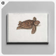 1-8_Anselmus-Boetius-de-Boodt_canvas