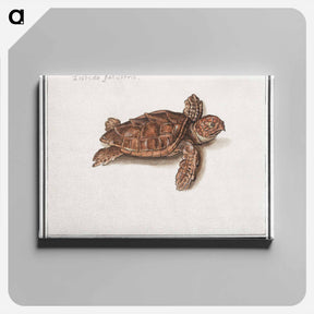 アートパネル-Sea turtle - アンセルムス ボエティウス デ ブート Canvas.
