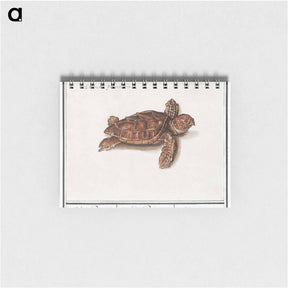 アートメモ帳-Sea turtle - アンセルムス ボエティウス デ ブート Memo.