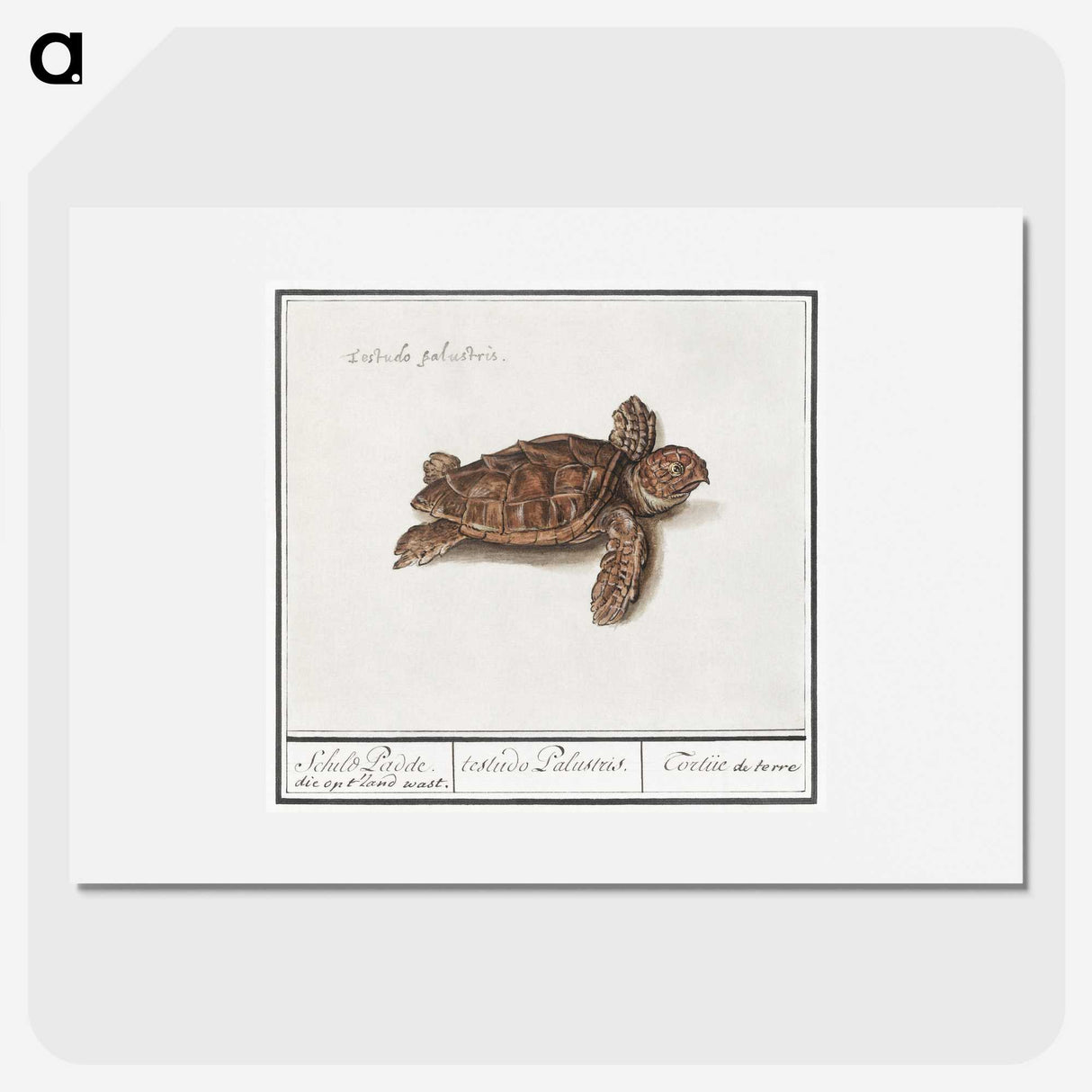 1-8_Anselmus-Boetius-de-Boodt_picture