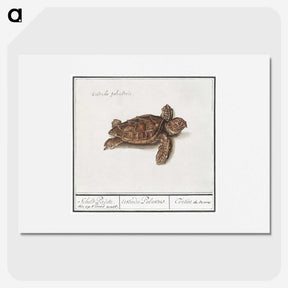 1-8_Anselmus-Boetius-de-Boodt_picture