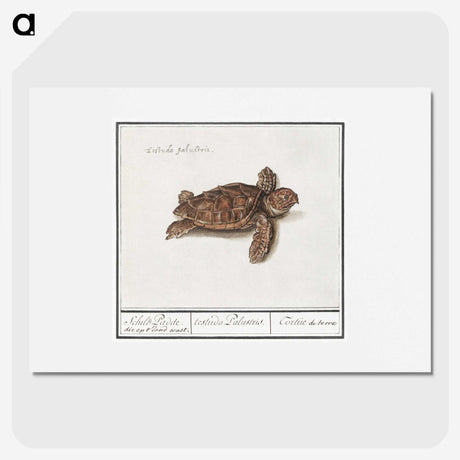 1-8_Anselmus-Boetius-de-Boodt_picture