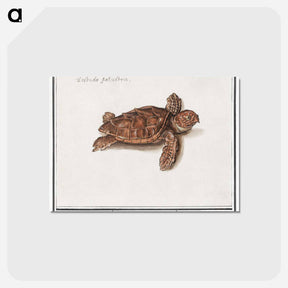アートポストカード-Sea turtle - アンセルムス ボエティウス デ ブート Postcard.
