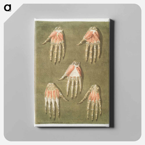 This fascinating collection of anatomical illustrations - アルノルド エロイ ゴーティエ ダゴティ Canvas.