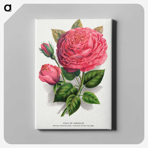 1-8_Botanical-Specimen-Plates_canvas