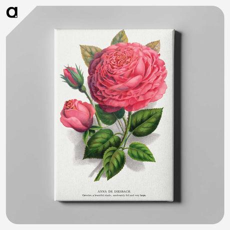 1-8_Botanical-Specimen-Plates_canvas