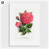 1-8_Botanical-Specimen-Plates_picture