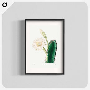 アートポスター-Lady of the Night Cactus
 - シャルル アントワーヌ ルメール Poster.