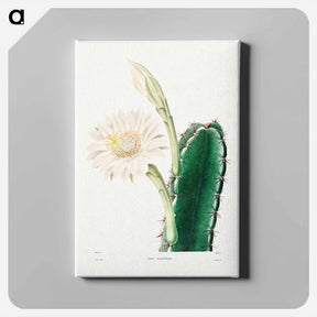 アートパネル-Lady of the Night Cactus
 - シャルル アントワーヌ ルメール Canvas.