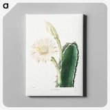 1-8_Charles-Antoine-Lemaire_canvas