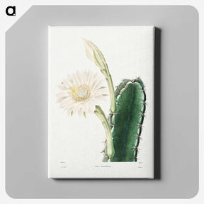 1-8_Charles-Antoine-Lemaire_canvas