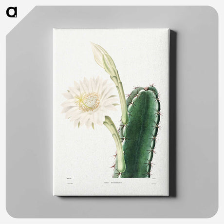 1-8_Charles-Antoine-Lemaire_canvas