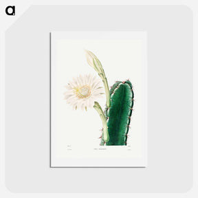 アートポストカード-Lady of the Night Cactus
 - シャルル アントワーヌ ルメール Postcard.