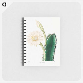 アートメモ帳-Lady of the Night Cactus
 - シャルル アントワーヌ ルメール Memo.