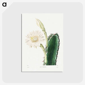 1-8_Charles-Antoine-Lemaire_postcard
