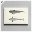 1-8_Charles-Melville-Scammon_canvas