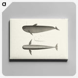 1-8_Charles-Melville-Scammon_canvas