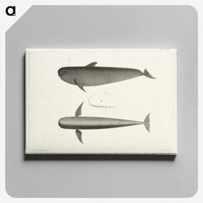 1-8_Charles-Melville-Scammon_canvas