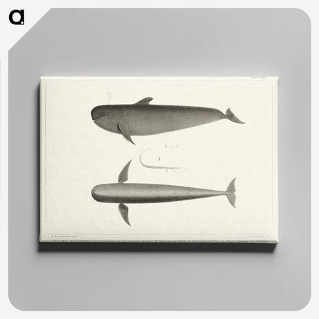1-8_Charles-Melville-Scammon_canvas