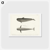1-8_Charles-Melville-Scammon_hagaki