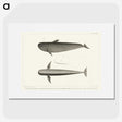 1-8_Charles-Melville-Scammon_picture