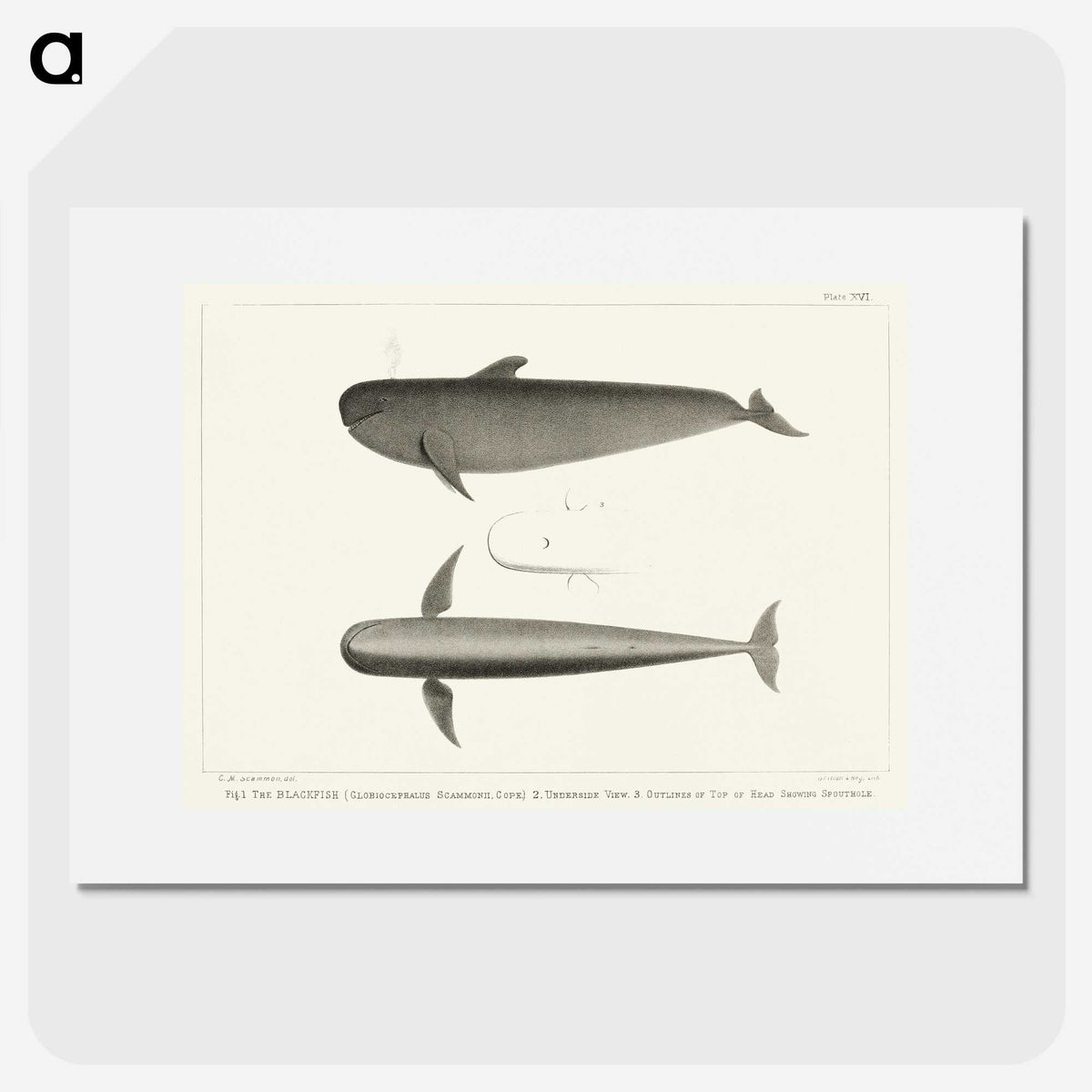 1-8_Charles-Melville-Scammon_picture