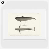 1-8_Charles-Melville-Scammon_picture