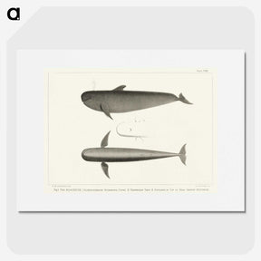 1-8_Charles-Melville-Scammon_picture