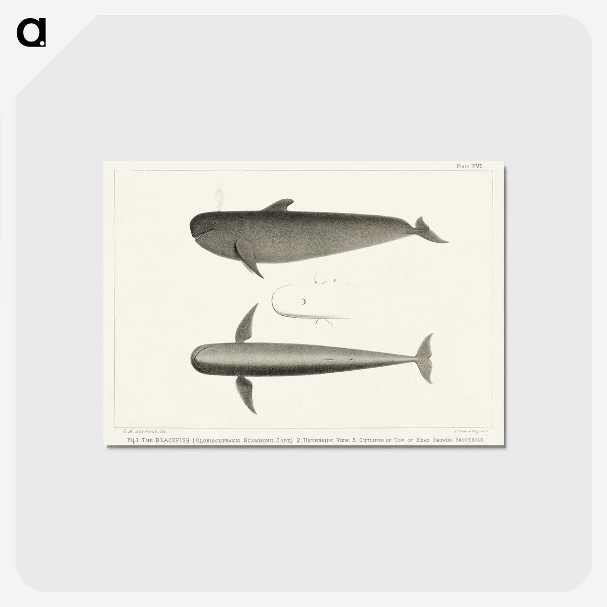 1-8_Charles-Melville-Scammon_postcard