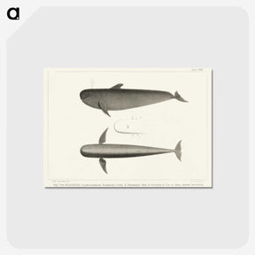 1-8_Charles-Melville-Scammon_postcard