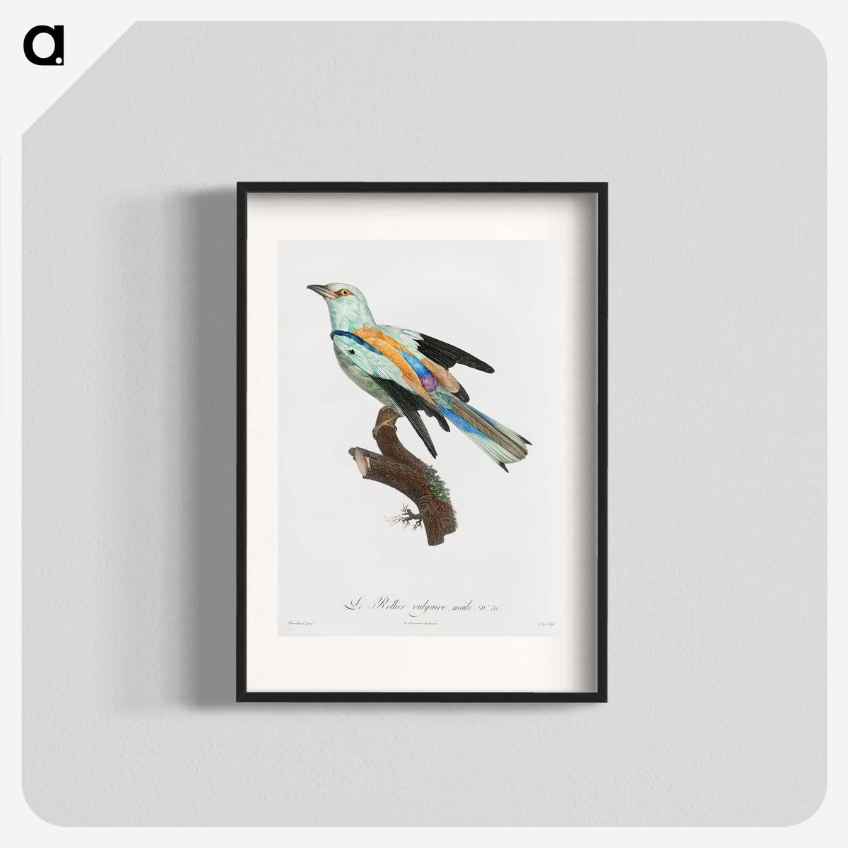 1-8_Des-Oiseaux-de-Paradis_blk