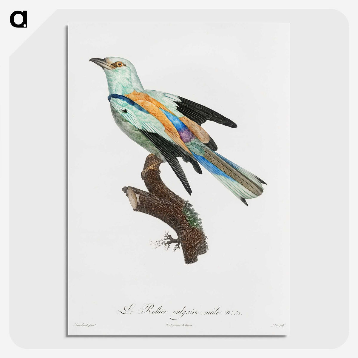 1-8_Des-Oiseaux-de-Paradis_picture-crop
