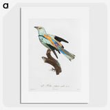 1-8_Des-Oiseaux-de-Paradis_picture