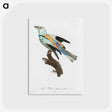 1-8_Des-Oiseaux-de-Paradis_postcard