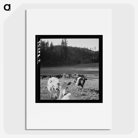1-8_Dorothea-Lange_picture