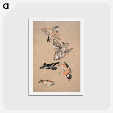 アートポストカード-Love leading the Pilgrim - Study of Birds: Finches - エドワード バーン ジョーンズ Postcard.