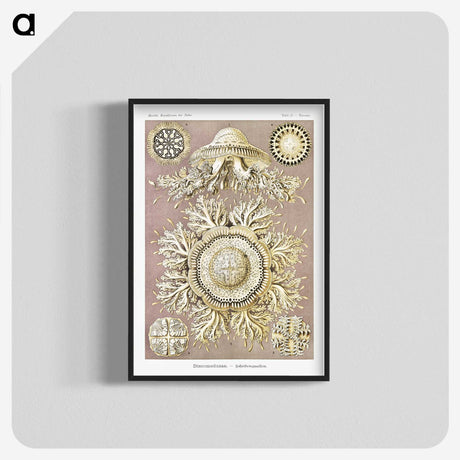 1-8_Ernst-Haeckel_blk-crop