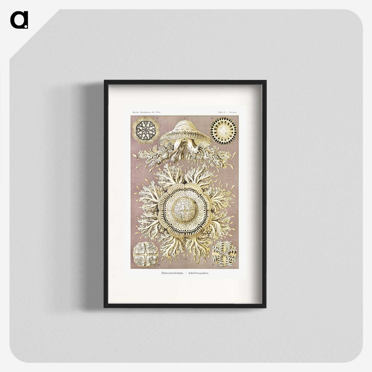 1-8_Ernst-Haeckel_blk