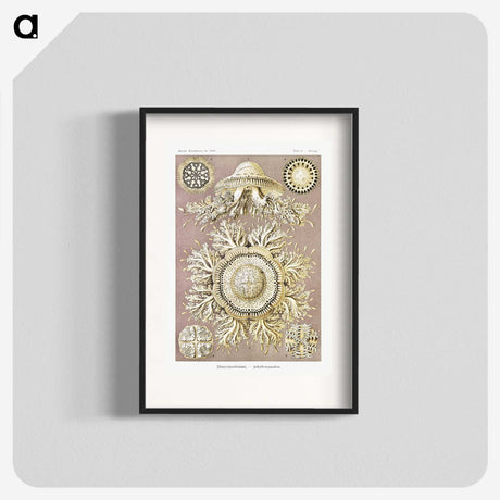 1-8_Ernst-Haeckel_blk