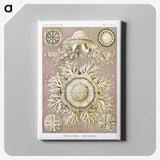 1-8_Ernst-Haeckel_canvas
