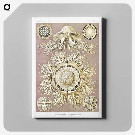 1-8_Ernst-Haeckel_canvas